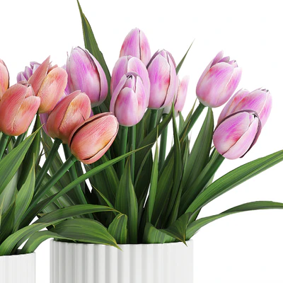 Flower Pack 250C Tulips — Ver 6