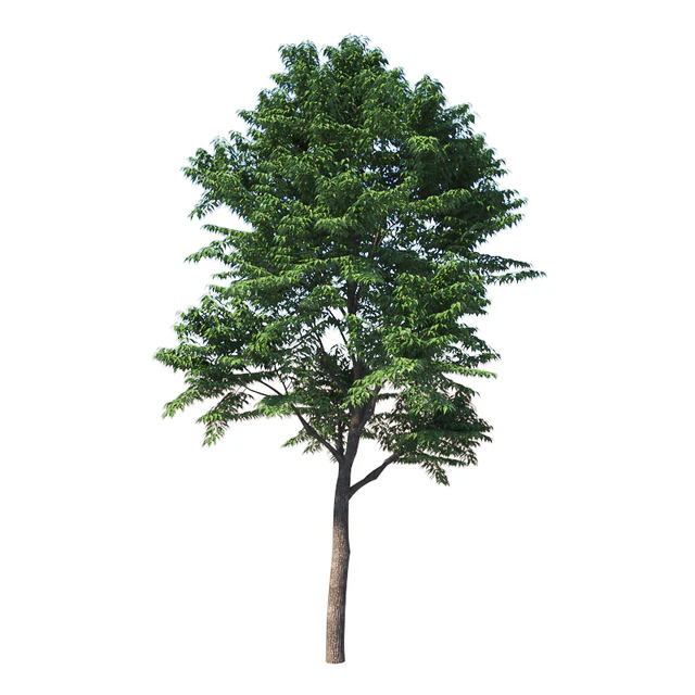 Fraxinus excelsior — Descargar