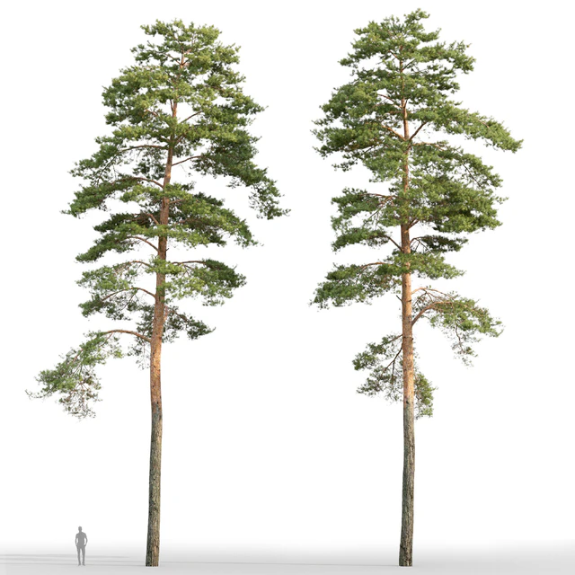 Pine — Descargar