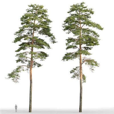 Pine — Ver 5