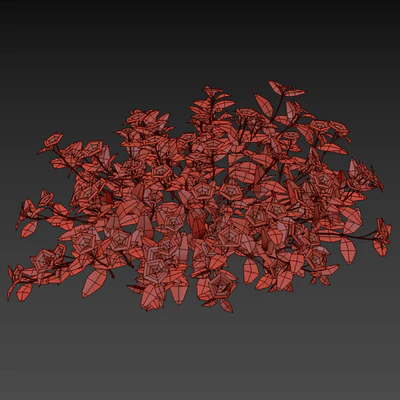 Барвинок малый кусты | Vinca minor — Вид 4