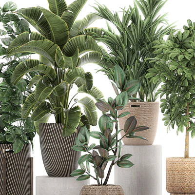 Collection of plants in baskets with banana palm, monstera Strelitzia, Hovea, Scheffler, ficus Abidjan. Set 778 — Ver 2