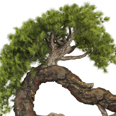 Bonsai Tree 229 — Ver 5