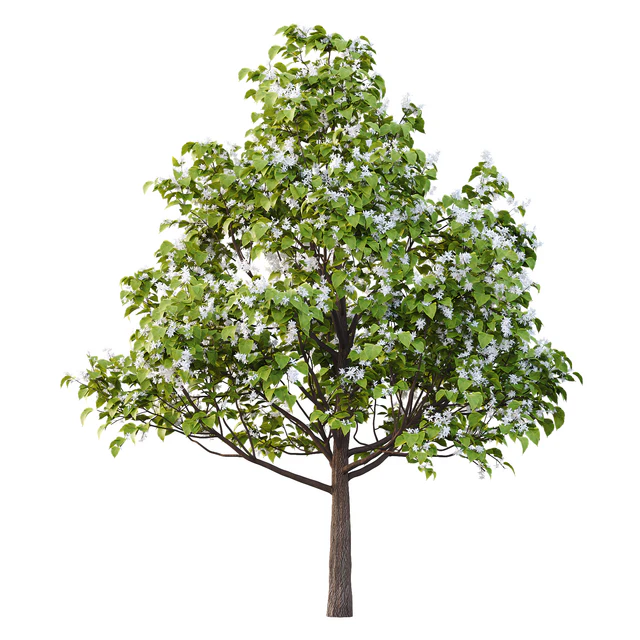 Catalpa Ovata Tree 05 — Descargar