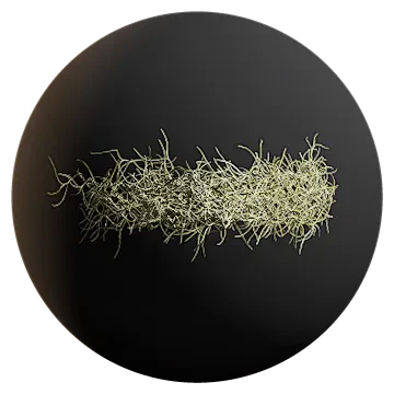 spanish moss 013 — Скачать