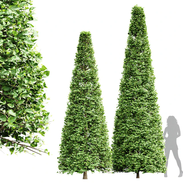 New Tree High detail Carpinus Betulus Broadleaf Conical — Descargar