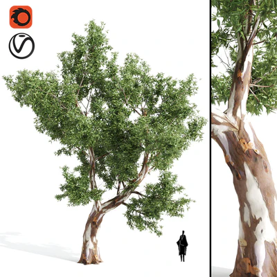 High Quality Eucalyptus tree — Ver 1