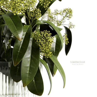 Limoncello — Ver 5