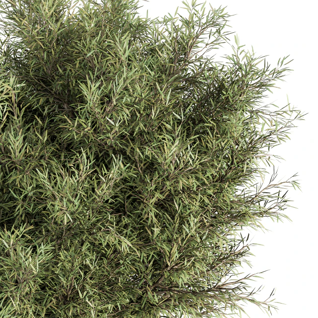 Needle Leaf Bush - Bush Set 32 — Скачать