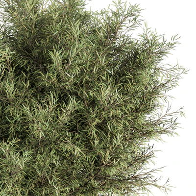 Needle Leaf Bush - Bush Set 32 — Вид 4