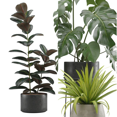 Indoor Plants Pack 15 — Ver 6