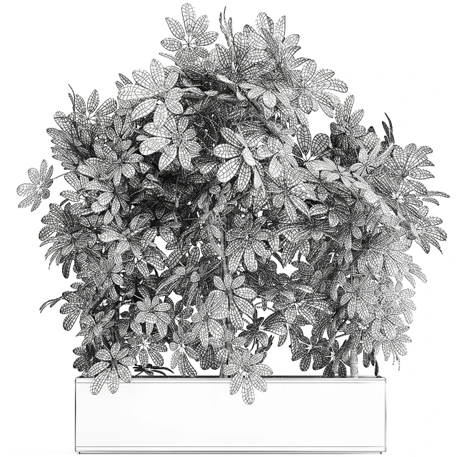 A beautiful lush shrub of an ornamental plant in a black Scheffler pot. Set 762. — Descargar