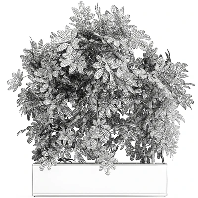 A beautiful lush shrub of an ornamental plant in a black Scheffler pot. Set 762. — Ver 5
