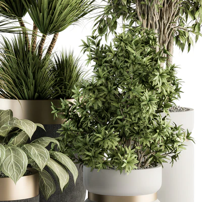 indoor Plant Set 362- Tree and Plant Set in Black and Gray pot — Вид 5
