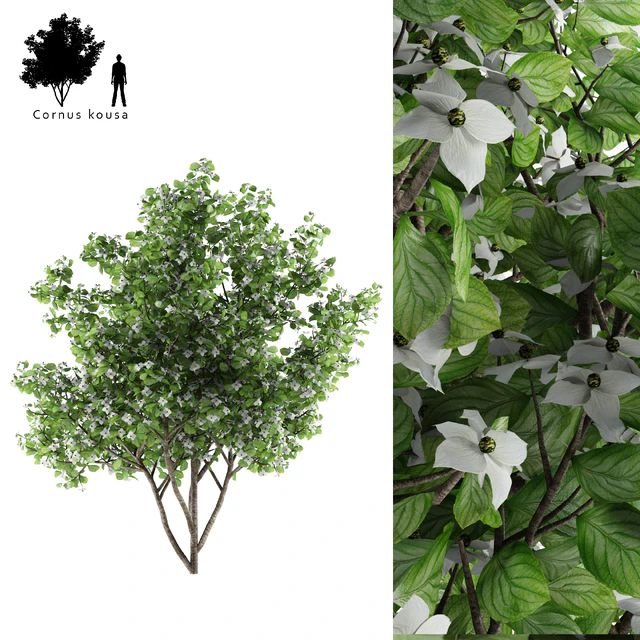 Дерен коуса солитер | Cornus kousa — Скачать