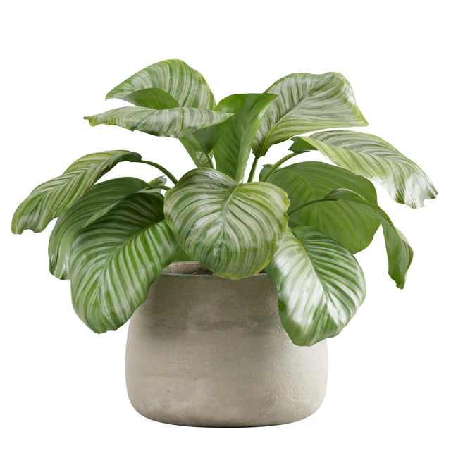 Potted Calathea Orbifolia — Скачать