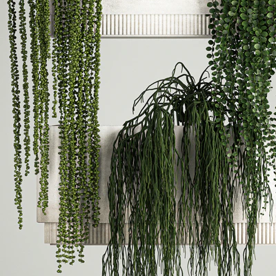 Вертикальное озеленение с висячими растениями из Крестовник и Суккуленты в подвесных вазонах . 68 — Вид 5