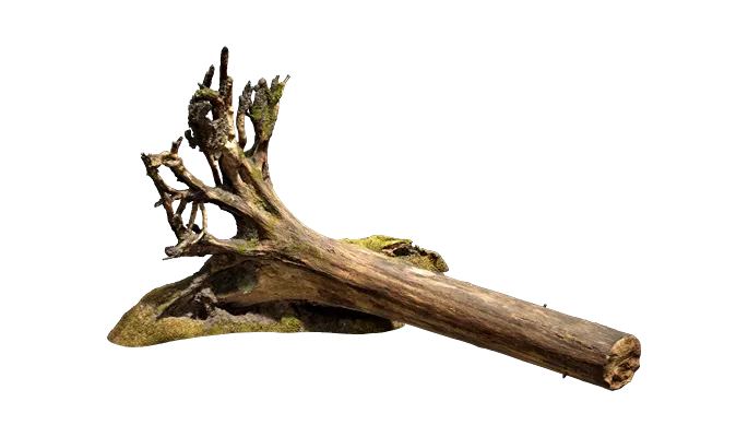 nordic forest tree uprooted medium 001 — Descargar