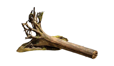nordic forest tree uprooted medium 001 — Descargar