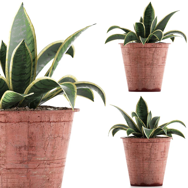 Plant collection 105 Agave — Скачать