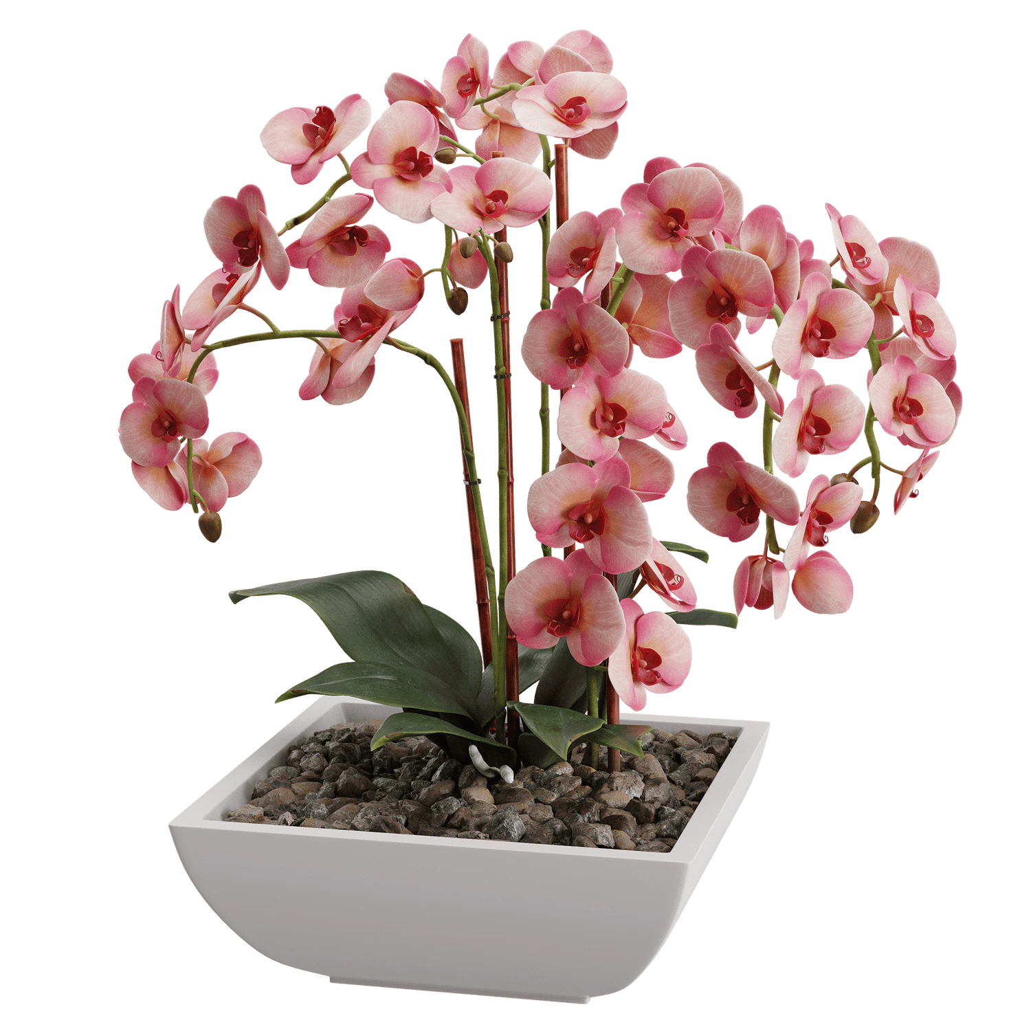 plant orchid 002 — Скачать