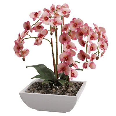 plant orchid 002 — Скачать