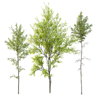 Alnus Glutinosa and Betula Pendula spring trees — Вид 1