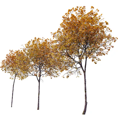 Acer platanoides (autumn) — Ver 6