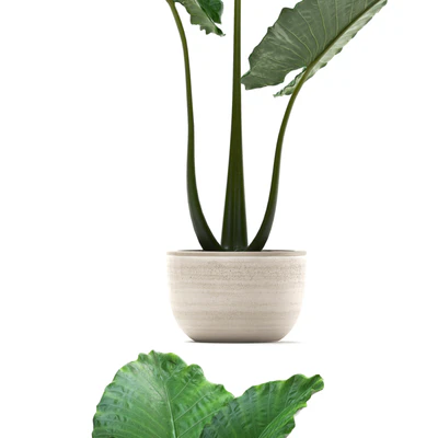 Plant collection 263. Alocasia, white pot, exotic plant, flowerpot, outdoor, bushes — Ver 3