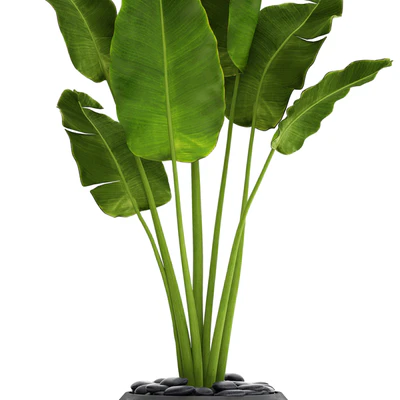 Banana palm in the pot 4. flowerpot, decorative, black, loft, decor, room — Ver 3
