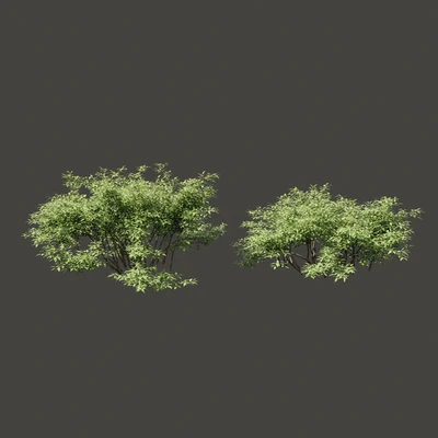 Summer bushes # 1 — Ver 2