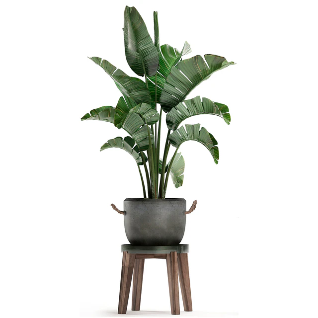 Collection of plants in modern black and white pots with a flower stand Banana palm, strelitzia, palm. Set 459. — Descargar