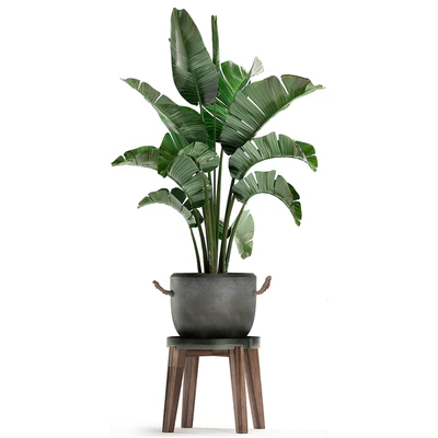 Collection of plants in modern black and white pots with a flower stand Banana palm, strelitzia, palm. Set 459. — Ver 4