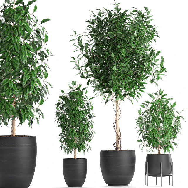 A collection of small beautiful trees in black pots with Ficus Benjamin. Set 553. — Descargar