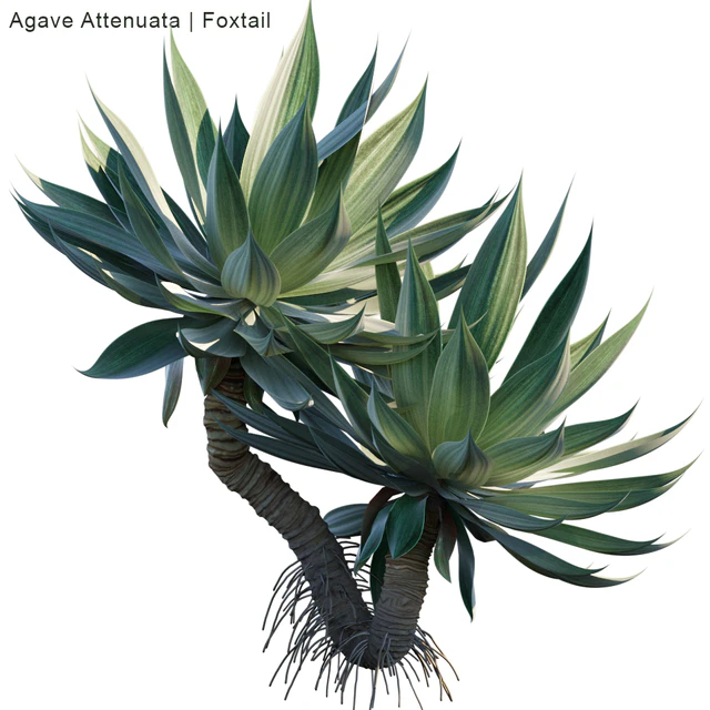 Agave Attenuata | Foxtail — Скачать