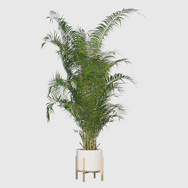 Plants collection 032 - Areca Palm Pack 1 — Descargar