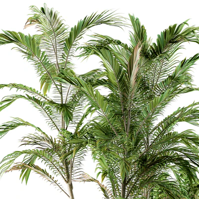 Outdoor Plants - Set 88 — Вид 4