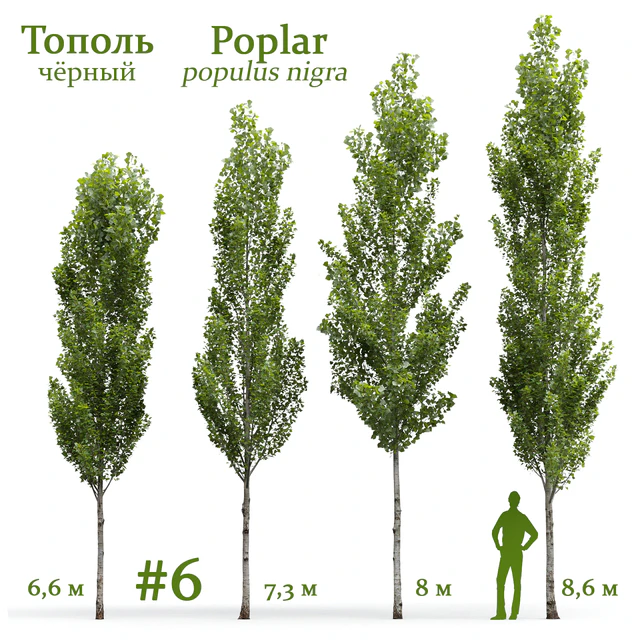 Тополь чёрный / Poplar / Populus nigra #6 — Скачать