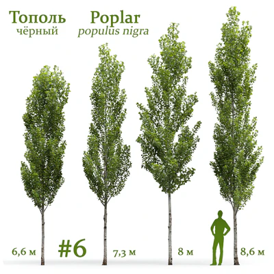 Тополь чёрный / Poplar / Populus nigra #6 — Вид 1