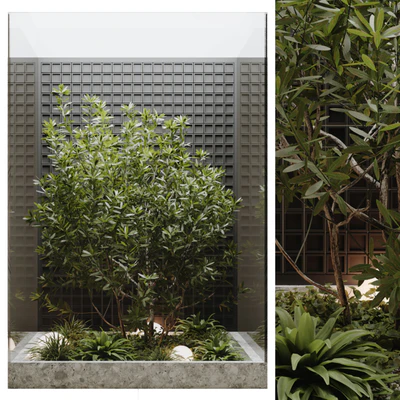 indoor plant set 60 — View 5