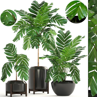Декоративные пальмы 167. Chamaedorea elegans, Хамедорея изящная, куст, горшок, цветок, пальма, вазон, интерьерная — Вид 1