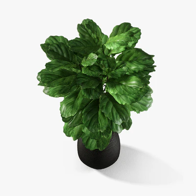 ficus lyrata — Ver 2