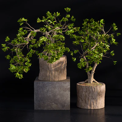 Bonsai broadleaf wooden pot — Ver 1