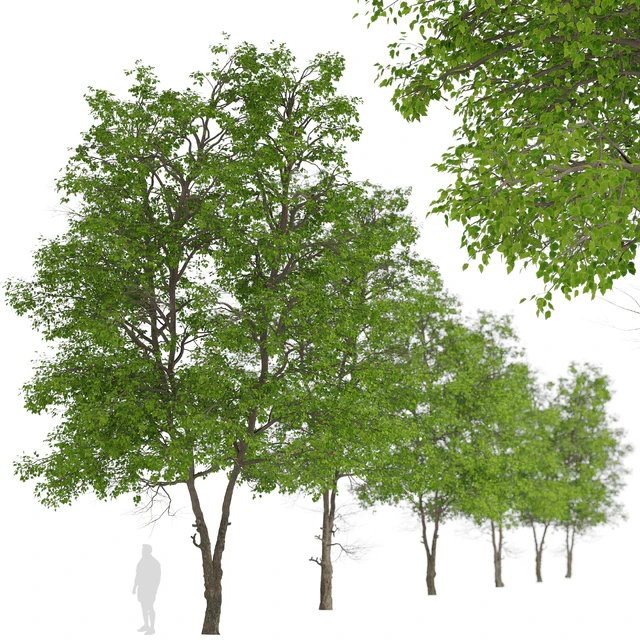 Set of Tilia Platyphyllos Trees (Large-Leaved Lime) (2 Trees) — Descargar