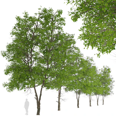 Set of Tilia Platyphyllos Trees (Large-Leaved Lime) (2 Trees) — Ver 4
