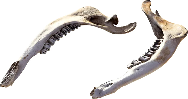 animal jaw bone 001 — Descargar