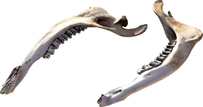 animal jaw bone 001 — Descargar