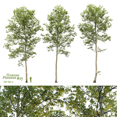 Plane-tree / Sycamore / Platanus #17 — Ver 1