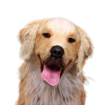 Golden retriever — Ver 4