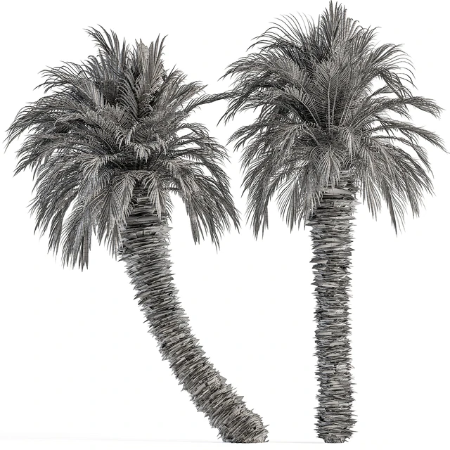 Big palm Date Tree Fluff Bark - Tree Set 87 — Скачать